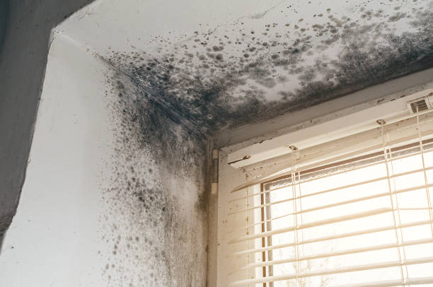 Affordable Basement Mold Removal solutions in Dover, TN