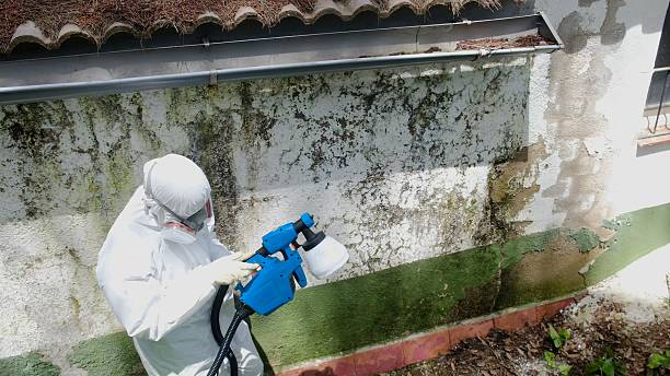 Top rated local Basement Mold Removal specialists in Dover, TN
